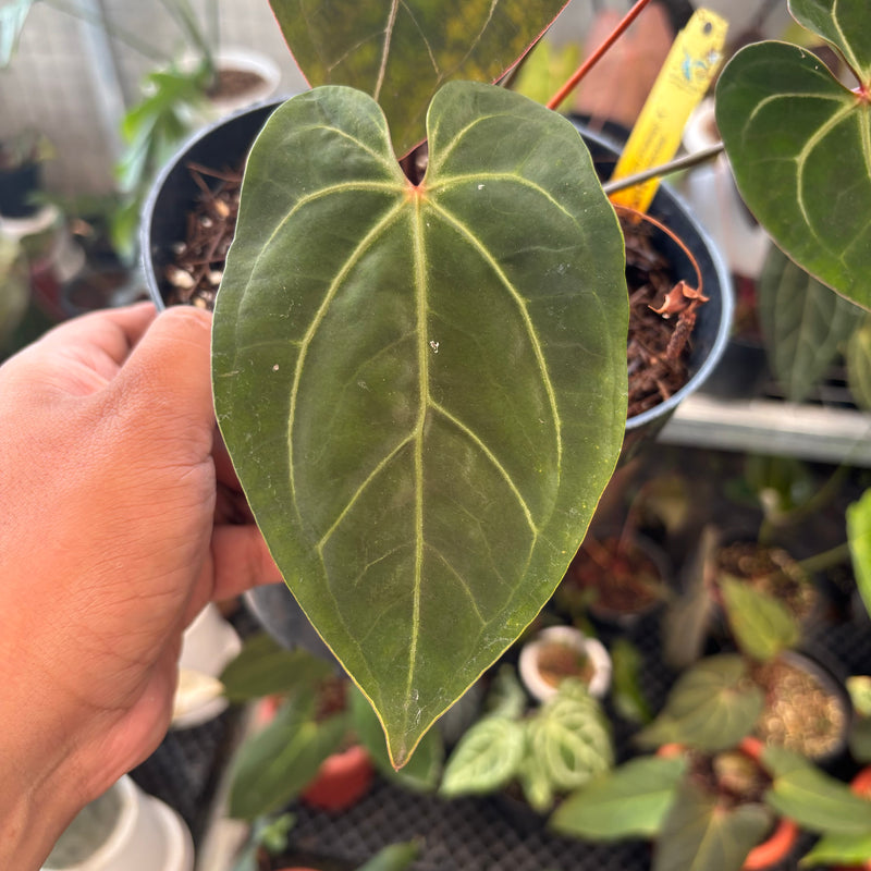 Anthurium Forgetii x Ace of Spades