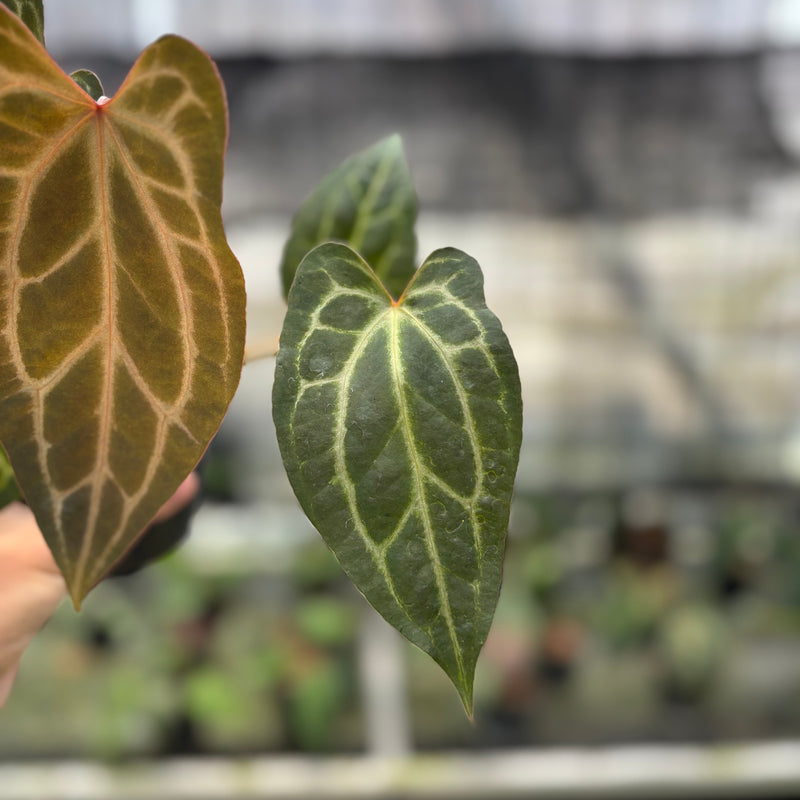 FS44-10	Anthurium BVIT x Zara Michelle