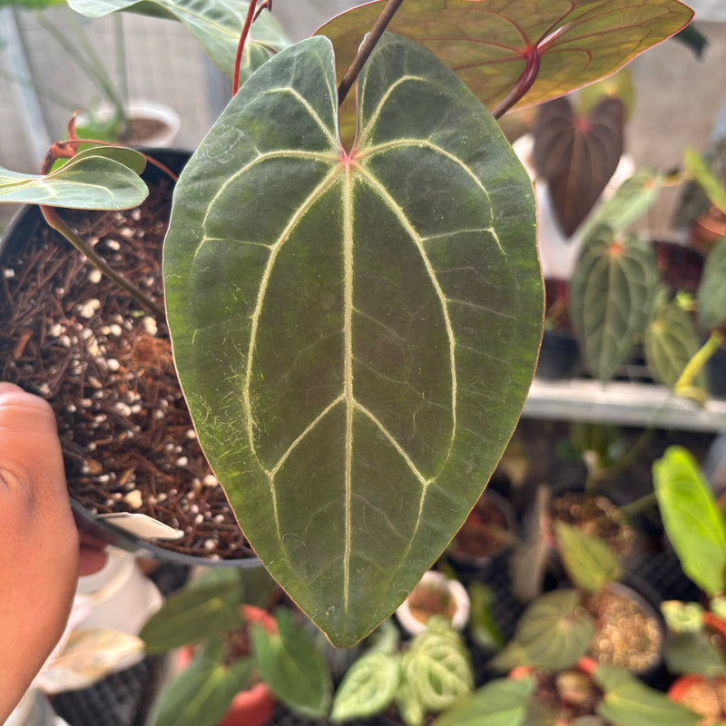 Anthurium Forgetii x Ace of Spades