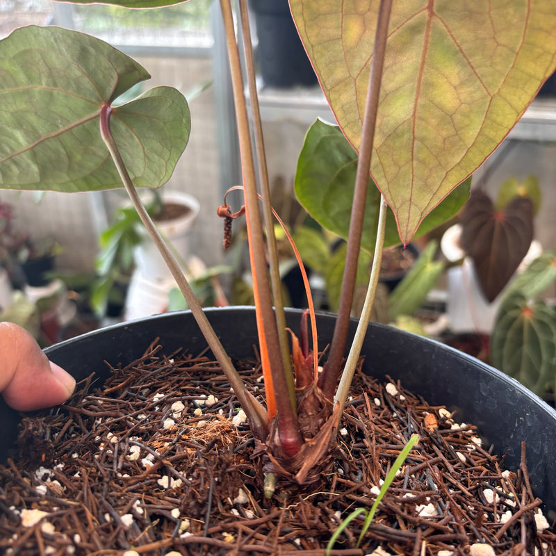Anthurium Forgetii x Ace of Spades