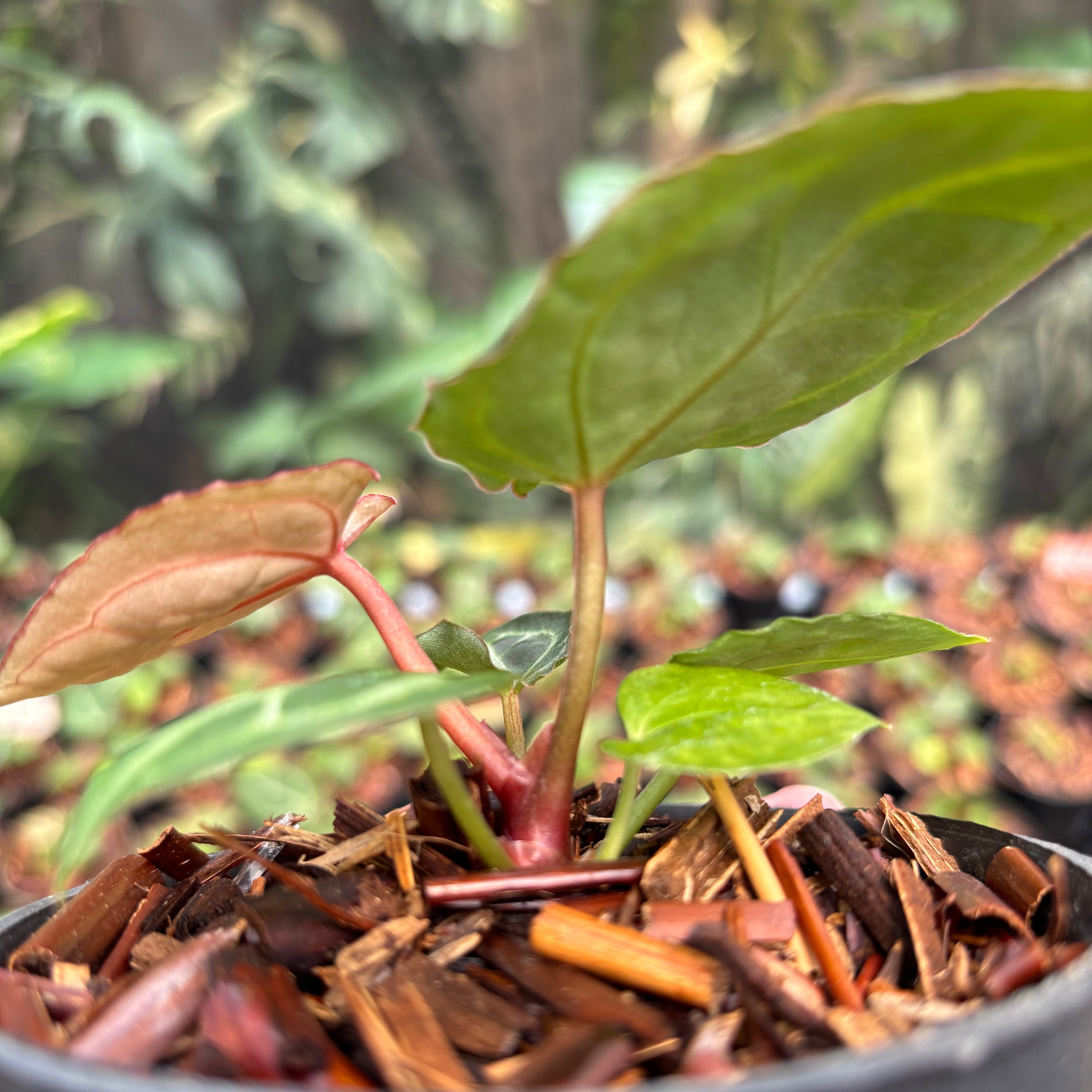 Anthurium Red Crystallinum (HU) 01 x Red Tiger — Aroidasia