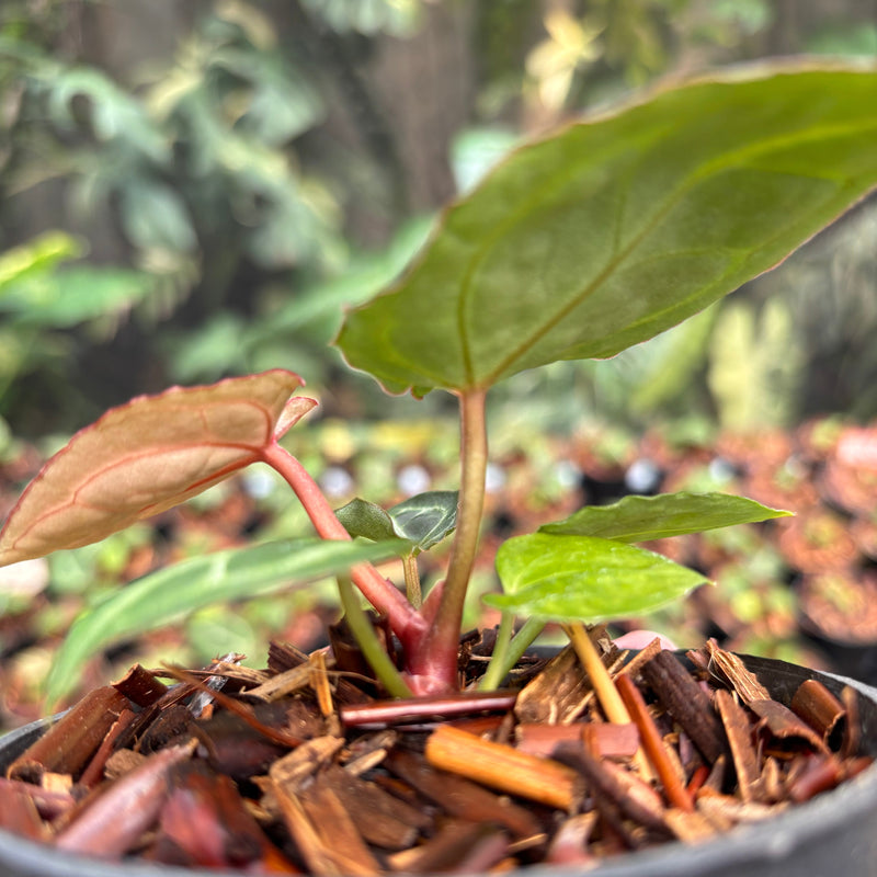 Anthurium Red Crystallinum (HU) 01 x Red Tiger