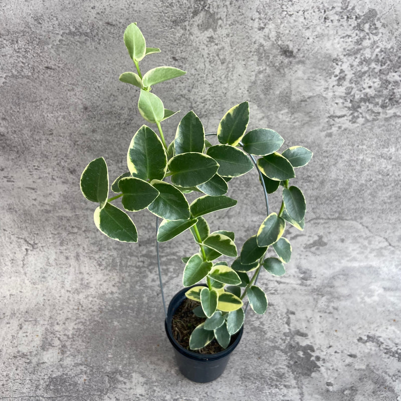 FS10-10 Hoya Cumingiana Albomarginata
