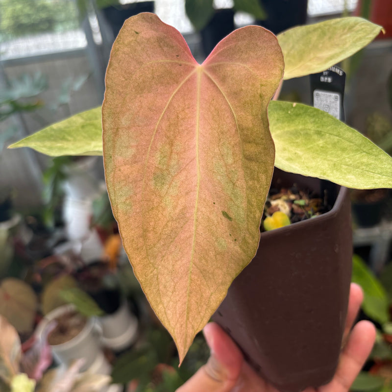 Anthurium Papillilaminum Peach Variegated