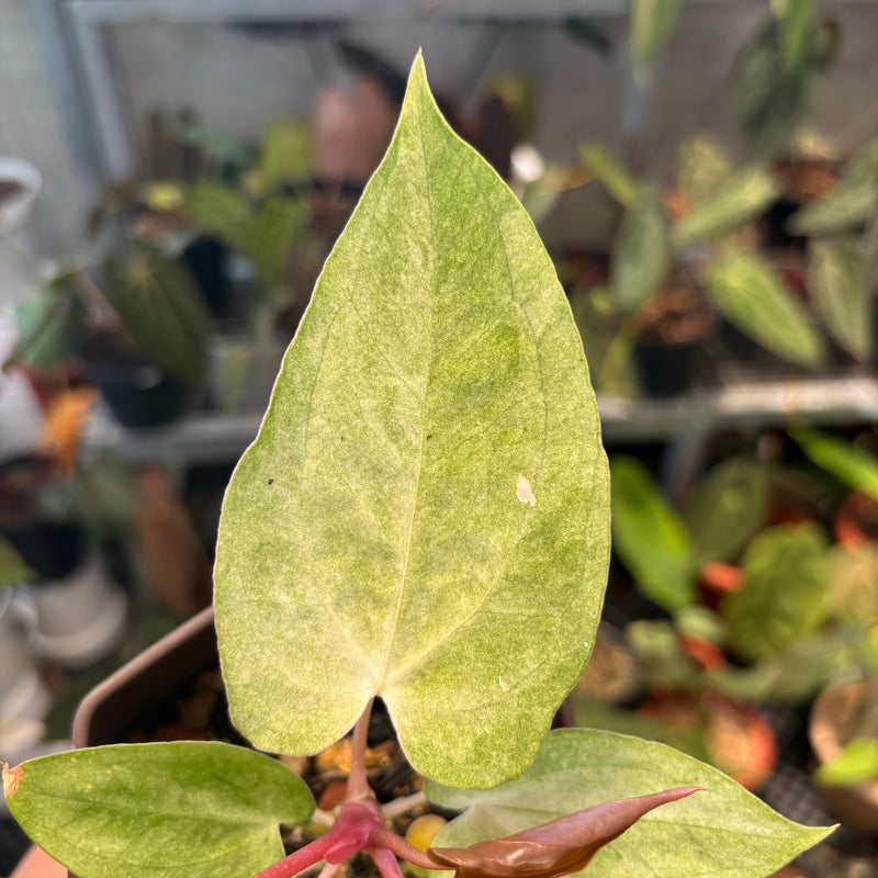 Anthurium Papillilaminum Peach Variegated