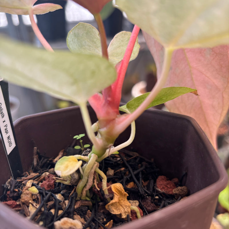 Anthurium Papillilaminum Peach Variegated