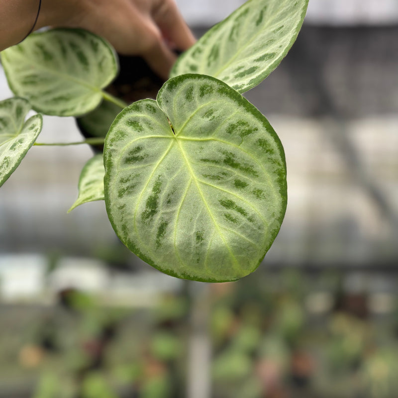 FS73-10 Anthurium Silver Chrome Full Silver