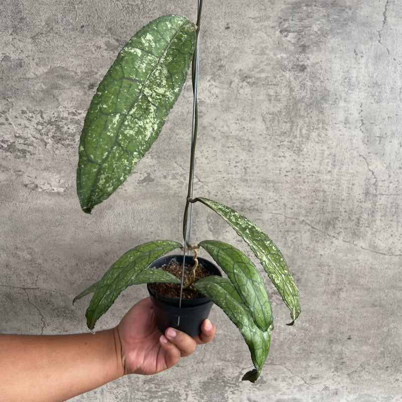 FS8-10 Hoya Clemensiorum Borneo Splash