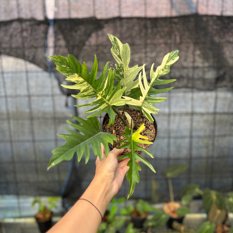 FS53-9 Philodendron Florida Beauty x Tortum Variegated