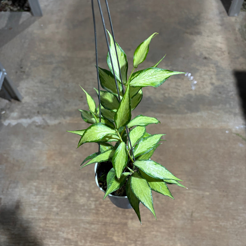Hoya Polyneura Inner Variegated