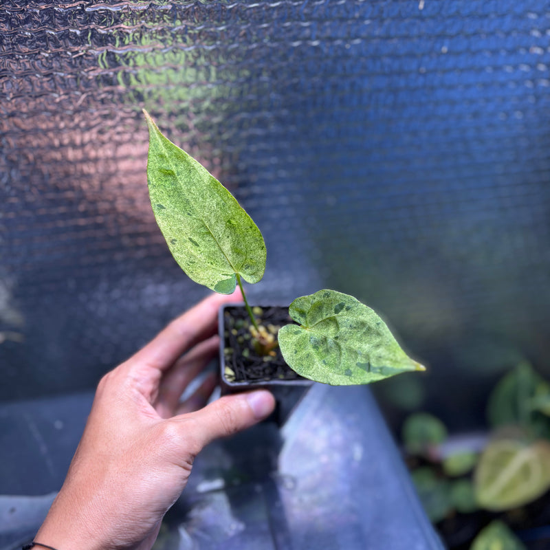 FS81-10 Anthurium Fortsherman x Darkphoenix Variegated