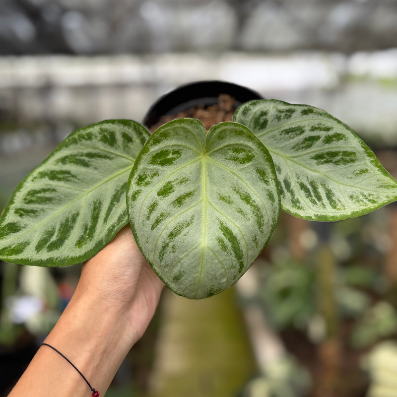FS58-10	Anthurium Silver Chrome Full Silver