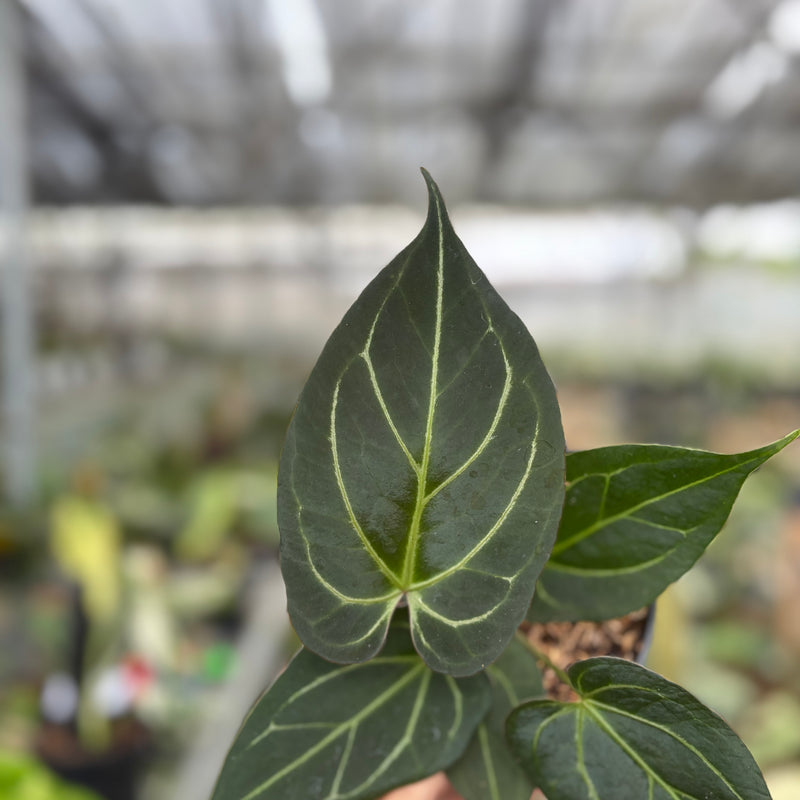 FS54-10	Anthurium KOS x Papilillaminum