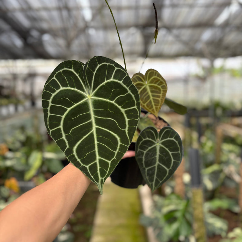 FS56-10	Anthurium Clarinervium Medium Size