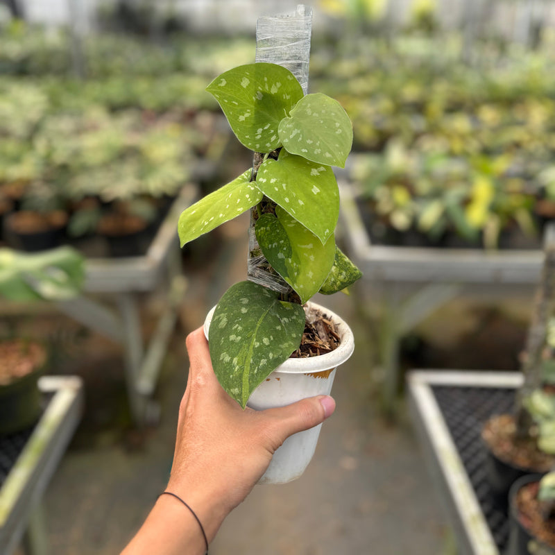 Scindapsus Sentarum