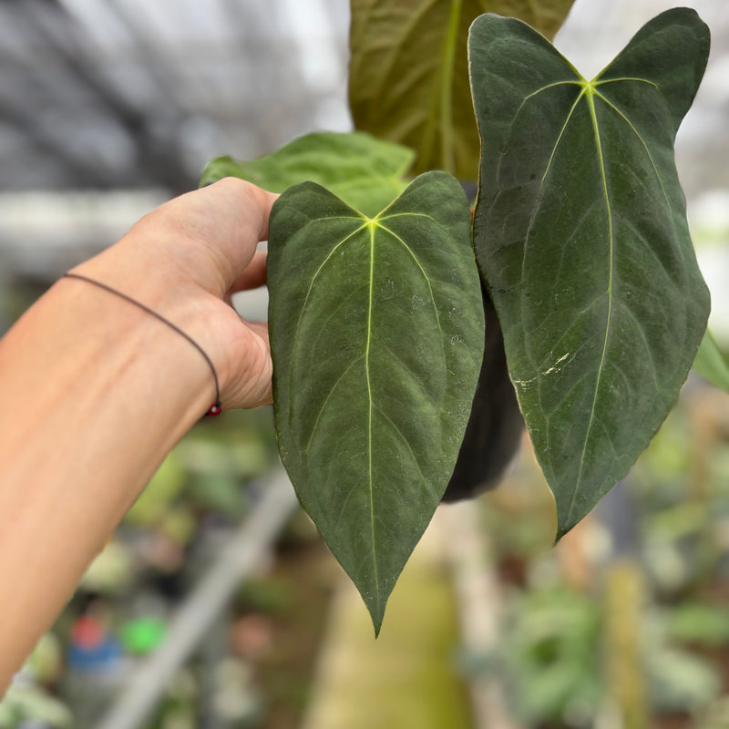 FS52-10	Anthurium Fortsherman x GOG