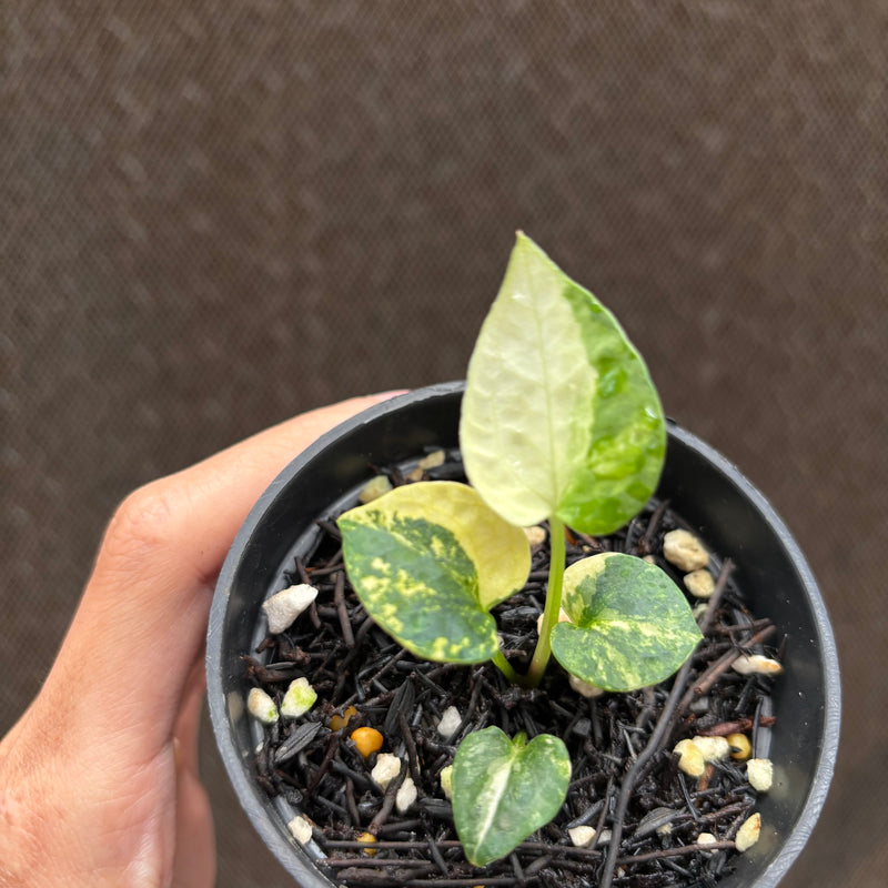 FS75-10 Anthurium AOS Tezula Variegated