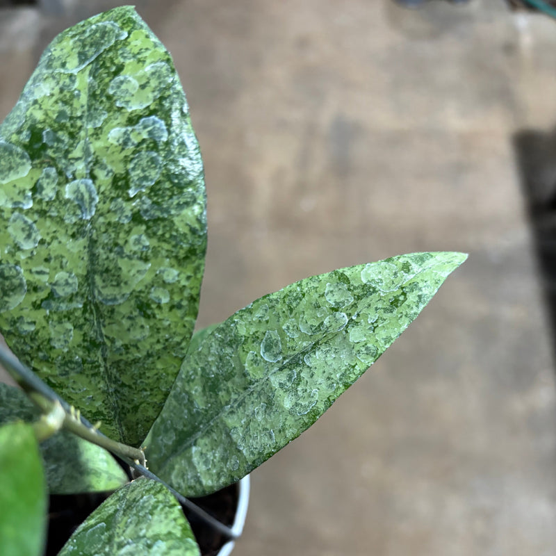 Hoya Finlaysonii Pangga