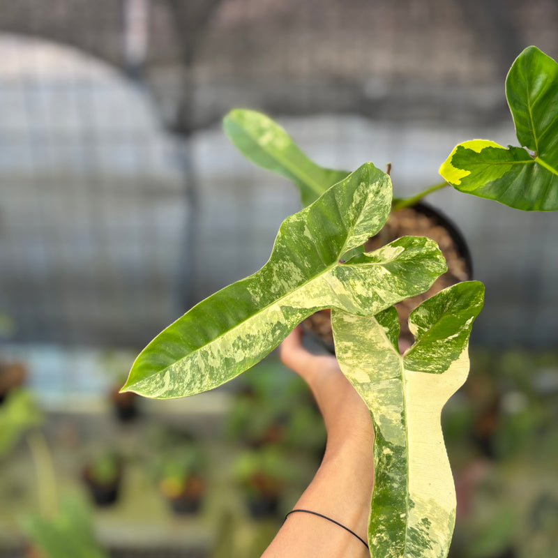 FS57-9 Philodendron Domesticum x Atabaphoense Variegated
