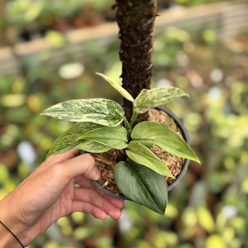 Scindapsus Superstar
