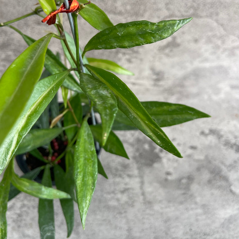 FS24-10 Hoya Tsangii Inner Variegated