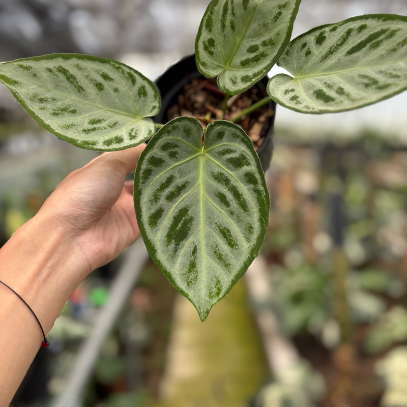 FS67-10	Anthurium Silver Chrome Full Silver