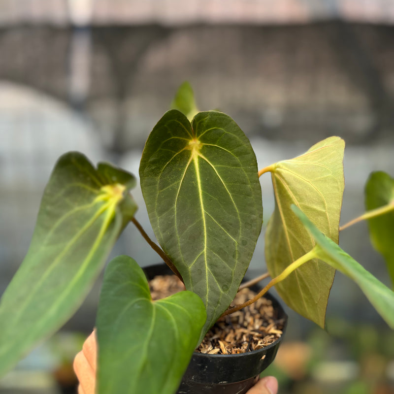 FS52-9 Anthurium Red Spider Selected