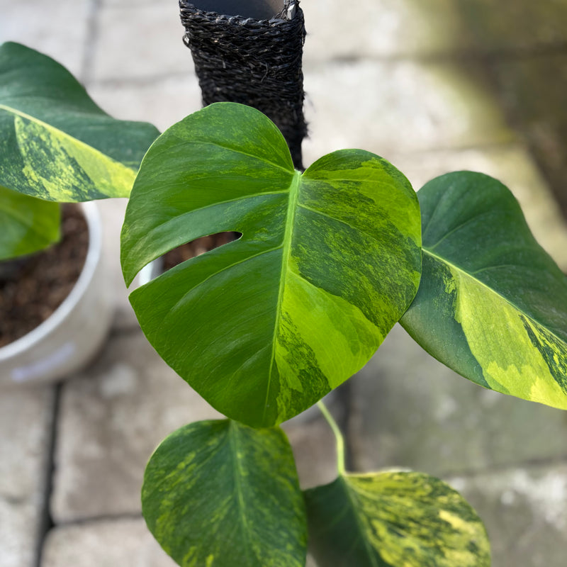 FS73-9 Monstera Yellow Variegated "Marmorata" (2 pcs)