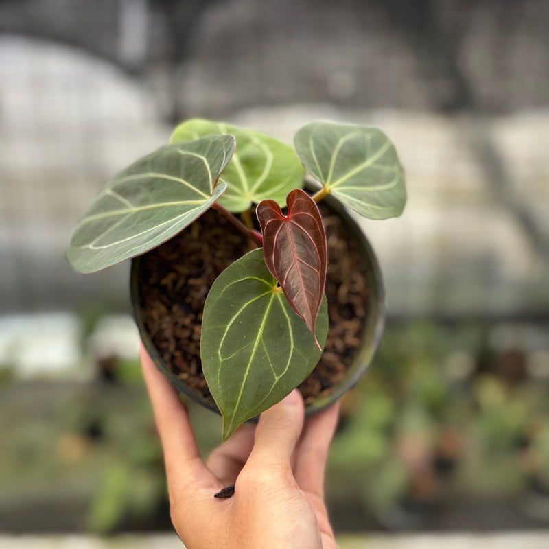 FS72-10 Anthurium King Of Spades