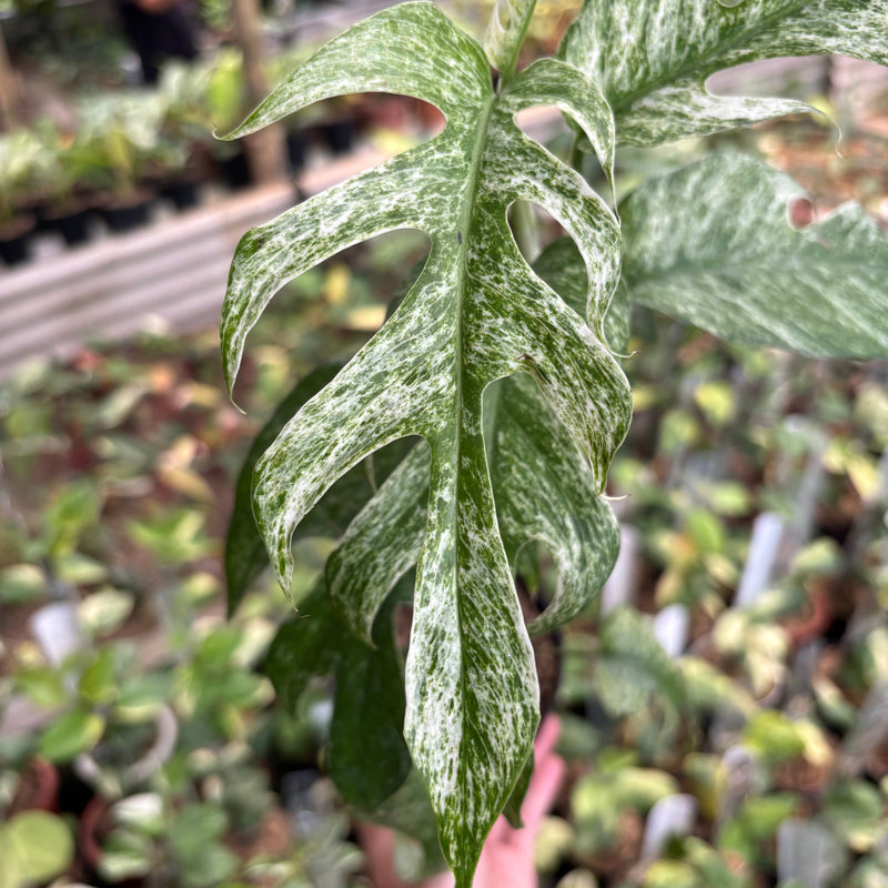 Epipremnum Pinnatum White Dagger