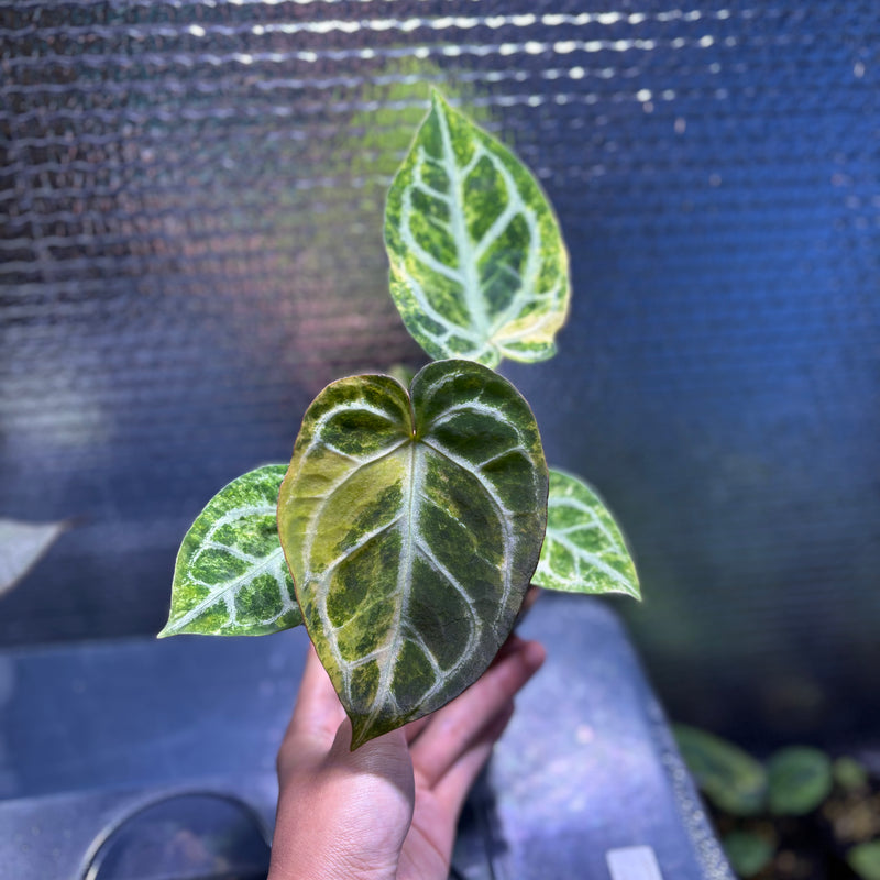 FS76-9 Anthurium Red Tiger x Michelle Variegated