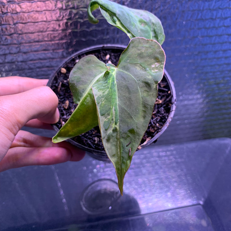 FS67-8 Anthurium Papilillaminum Mutation