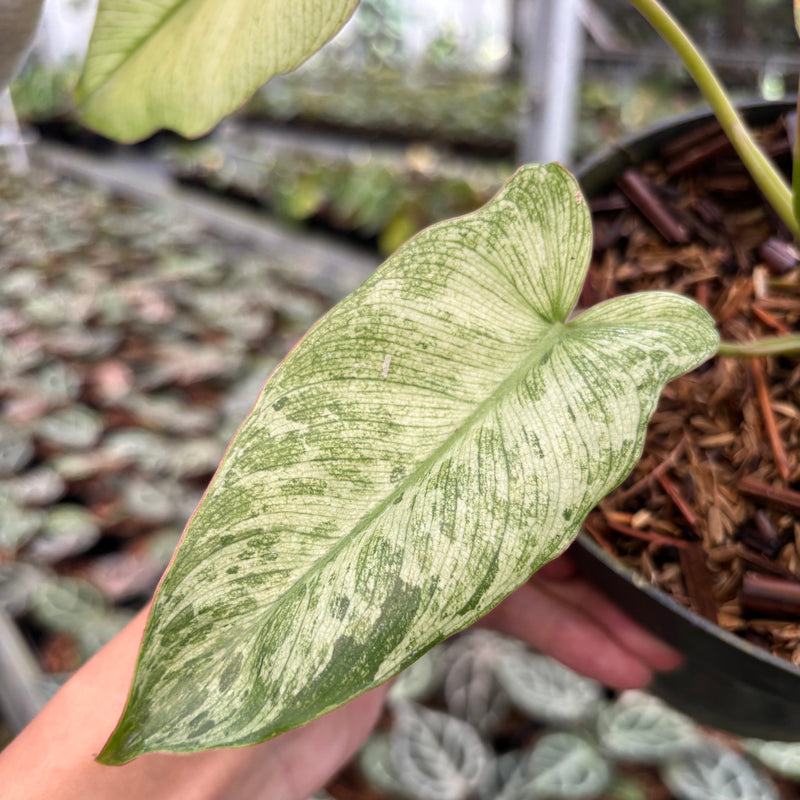 Philodendron Paraiso Verde Mint