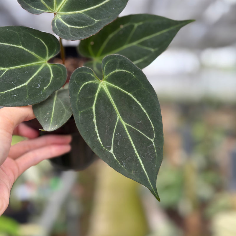 FS54-10	Anthurium KOS x Papilillaminum