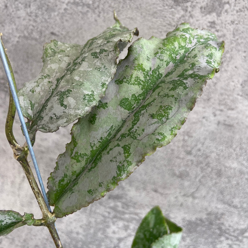 FS28-10 Hoya Undulata Silver B