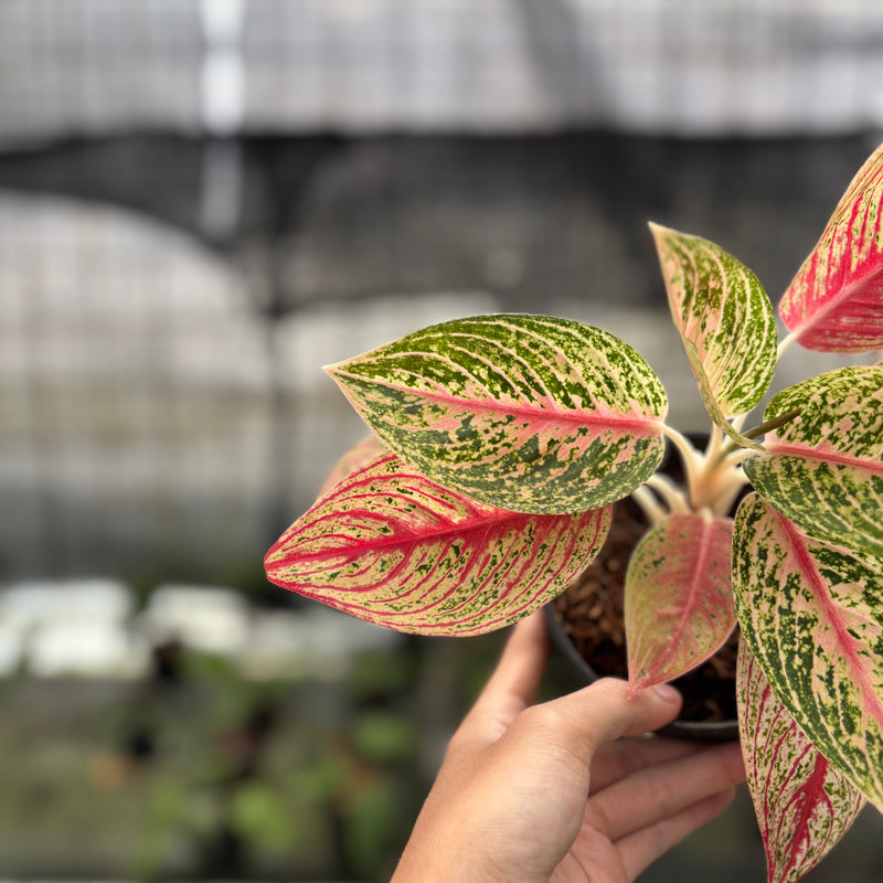 FS46-10	Aglaonema Red Legacy
