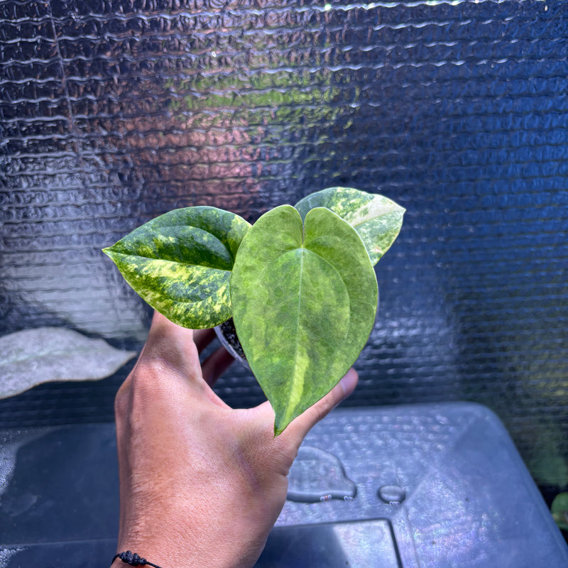 FS77-10 Anthurium KOS x AOS Variegated
