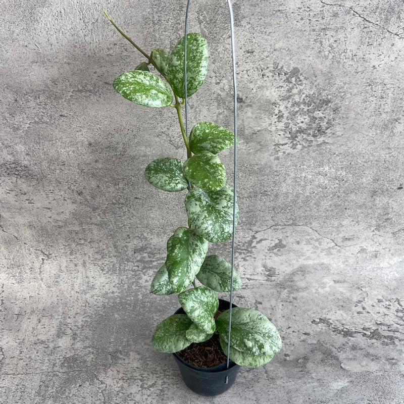 FS30-10 Hoya Waymaniae Cloudy Sky