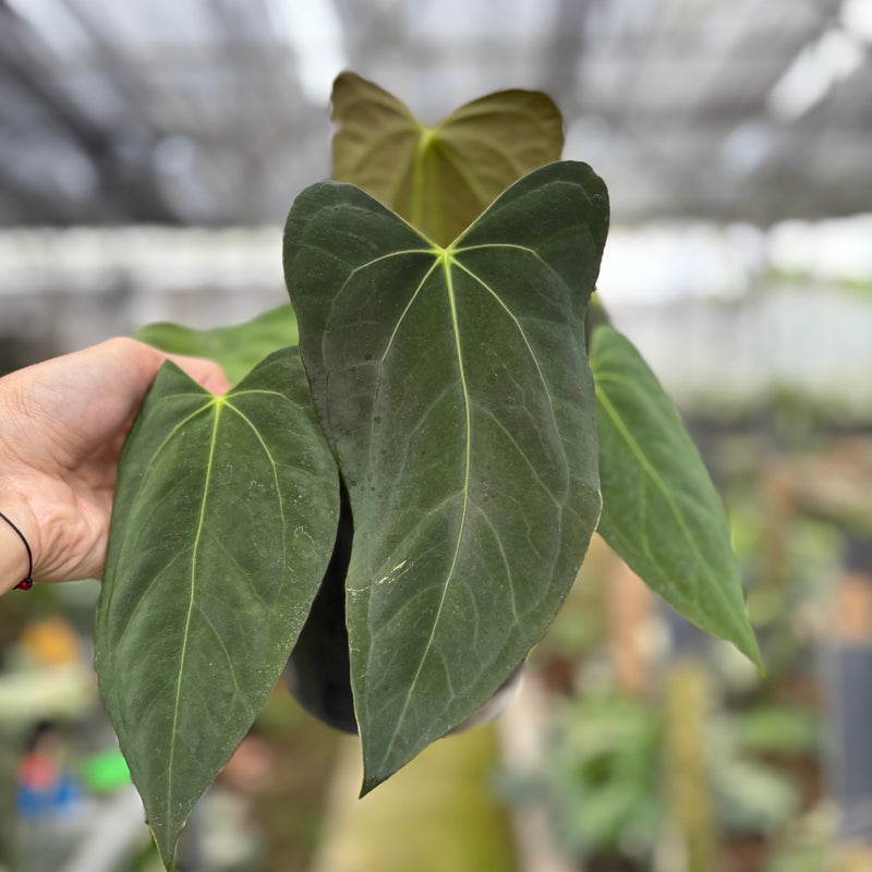 FS52-10	Anthurium Fortsherman x GOG