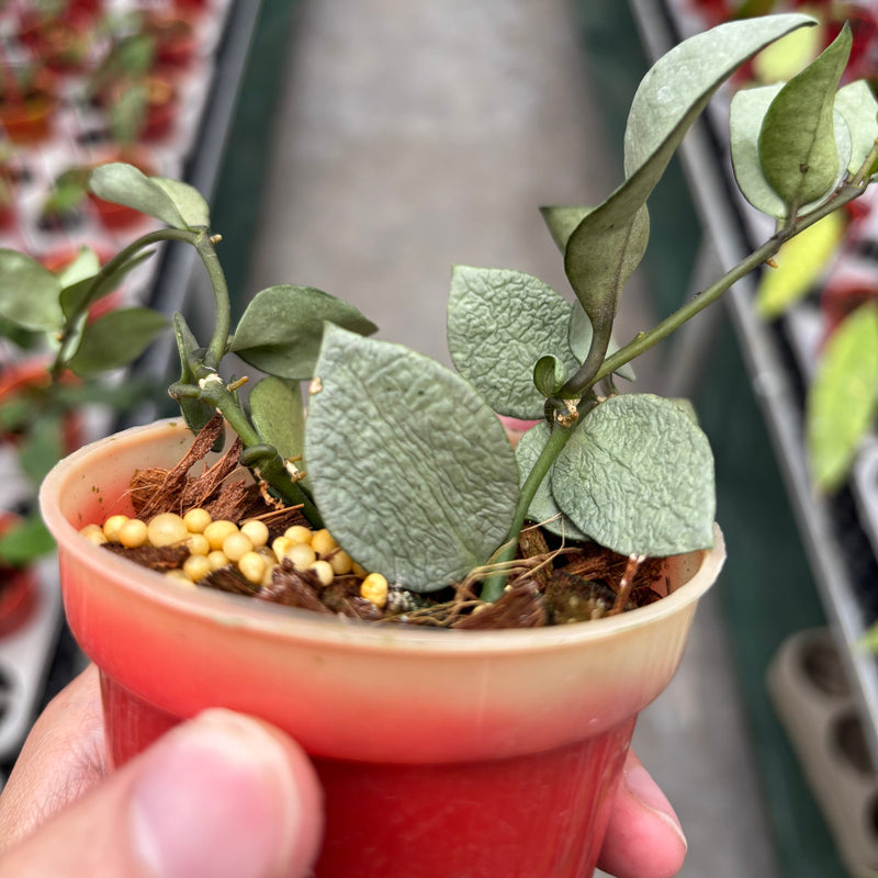 Hoya Lacunosa Orange Skin