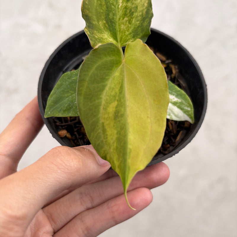 Anthurium Golden Sunrise x AOS Tezula x papilillaminum ORYN