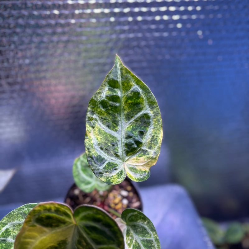 FS76-9 Anthurium Red Tiger x Michelle Variegated