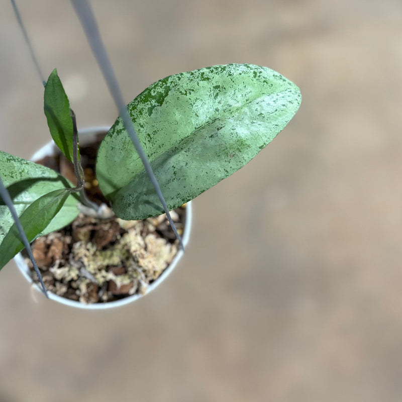 Hoya AFF Emperor