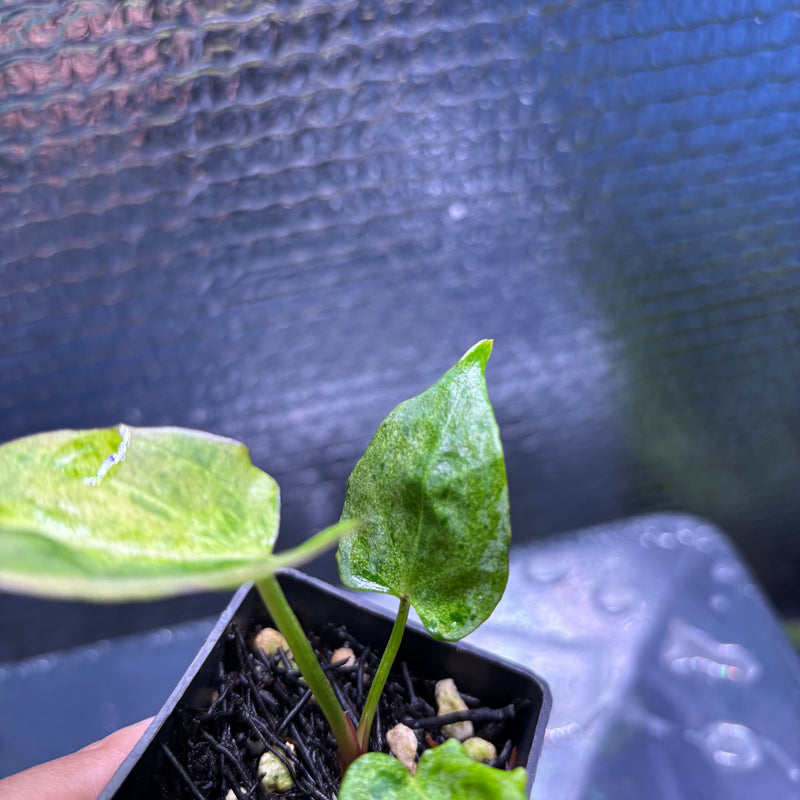 FS81-9 Anthurium Fortsherman x Darkphoenix Variegated