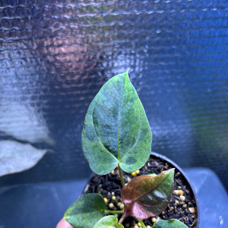 FS78-10 Anthurium FS x RVDP Variegated Mint