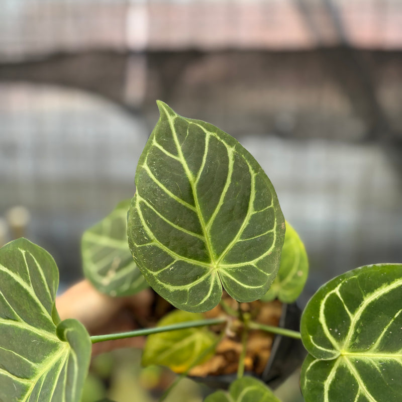 FS61-9 Anthurium Papilillaminum x Magnificum
