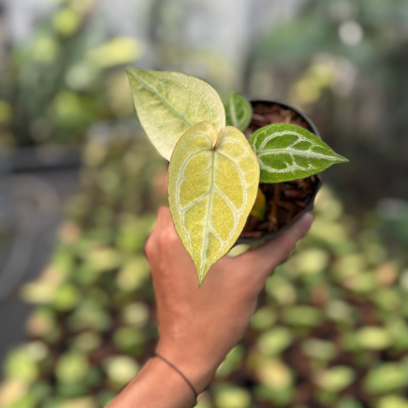 Anthurium Silver Hope Mint x Red Tiger