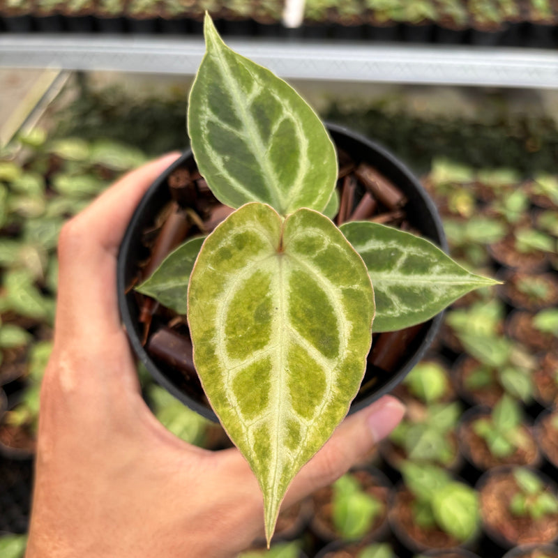 Anthurium Magnificum Verde x Red Tiger