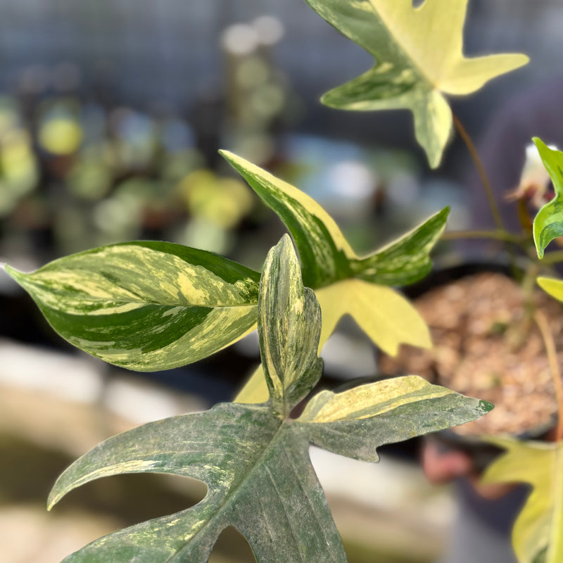FS46-9 Philodendron Florida Beauty Mature Size (2 pcs)