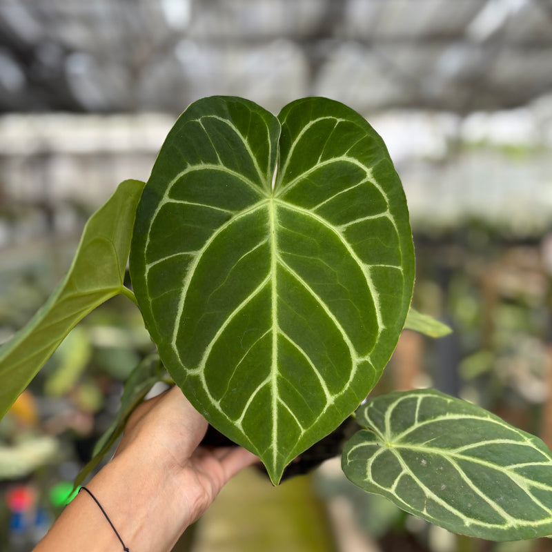 FS57-10	Anthurium Papilillaminum x Magnificum